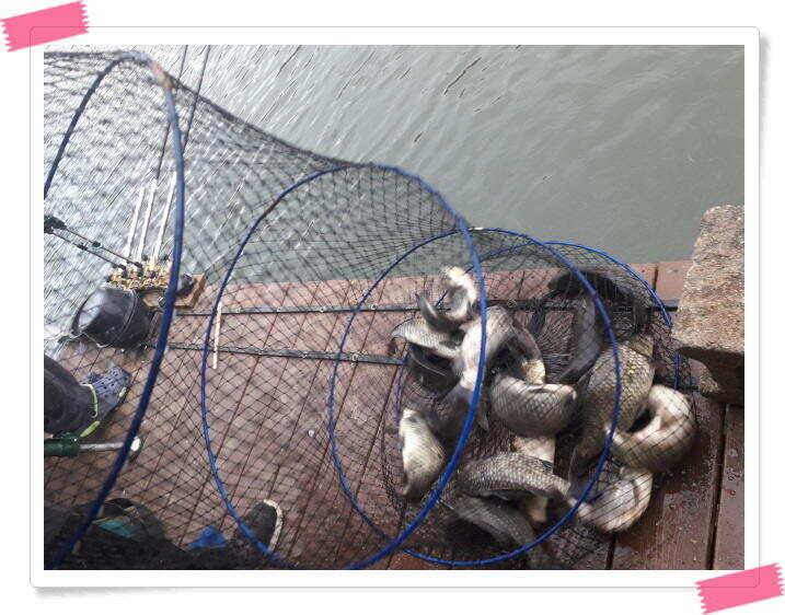 붕어낚시 수곡낚시터 연이은 붕어 대박조황5월18일 및 축양붕어 추가 방류 소식 (유료터정보 - 유료터점주조황)