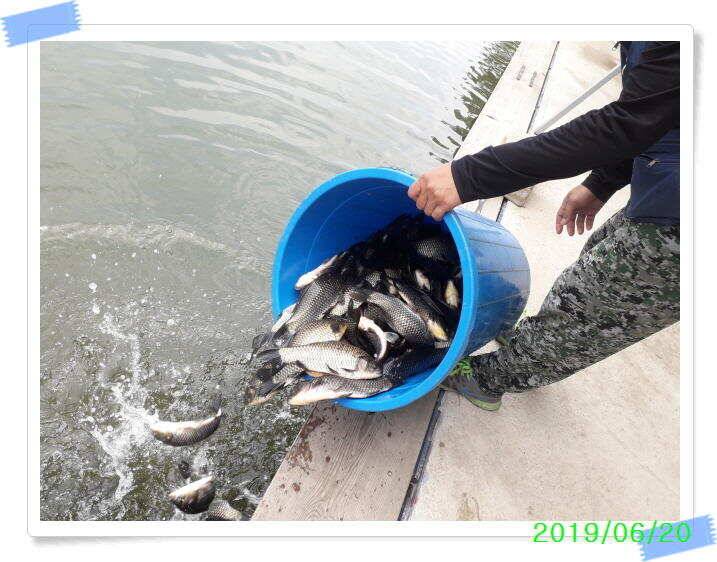 양평 수곡낚시터 오늘도 오전부터 붕어들이 계속나오면서 꾸준한 조황이 이어집니다 (유료터정보 - 유료터점주조황)
