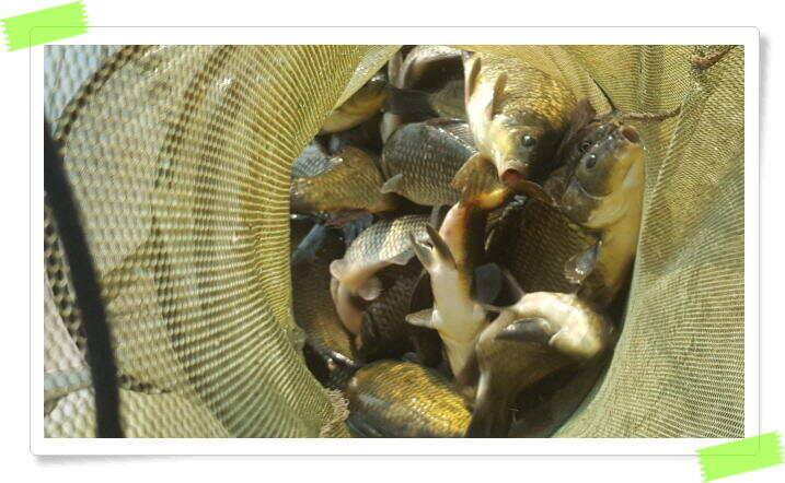양평 힐링 수곡낚시터 일요일도 주말에이어 고른조황 꾸준하며 조과편차는 있었습니다 (유료터정보 - 유료터점주조황)