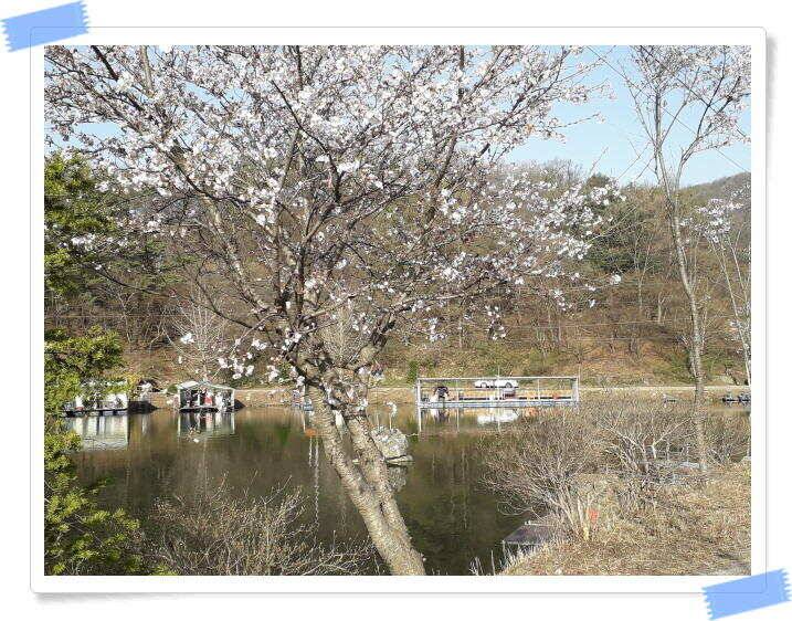 양평 수곡낚시터 토종 대물 4짜 포함 조황이 좋았습니다 (유료터정보 - 유료터점주조황)