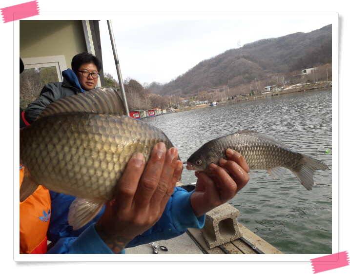 수곡낚시터 주중 붕어 조황 안내 3월 29일금 (유료터정보 - 유료터점주조황)