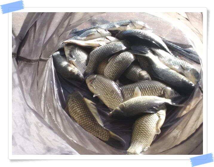 민물낚시 붕어낚시 양평 수곡낚시터 주중 붕어조황 편차는 있지만 꾸준한 조황입니다 오늘도 붕어방류 완료하였습니다 (유료터정보 - 유료터점주조황)