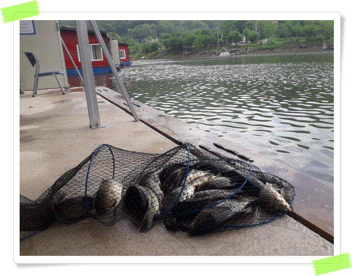 붕어낚시 수곡낚시터 고르게 꾸준히 잘 나와줍니다 토일요일 조황 (유료터정보 - 유료터점주조황)