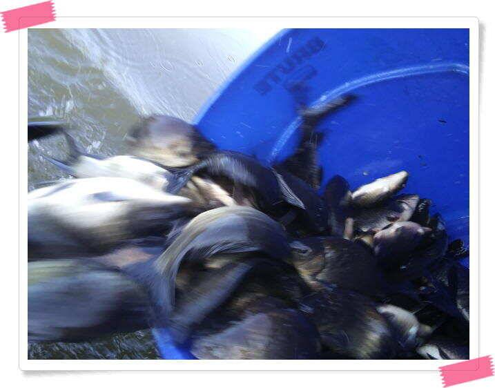 민물낚시 붕어낚시 양평 수곡낚시터 주중 붕어조황 편차는 있지만 꾸준한 조황입니다 오늘도 붕어방류 완료하였습니다 (유료터정보 - 유료터점주조황)