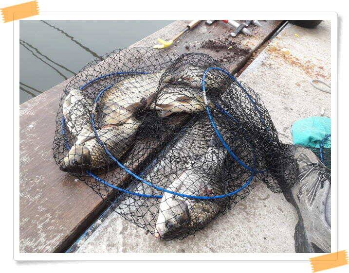양평 수곡낚시터 낮시간부터 붕어들이 나와주며 꾸준하네요 오늘도 붕어방류 합니다 (유료터정보 - 유료터점주조황)