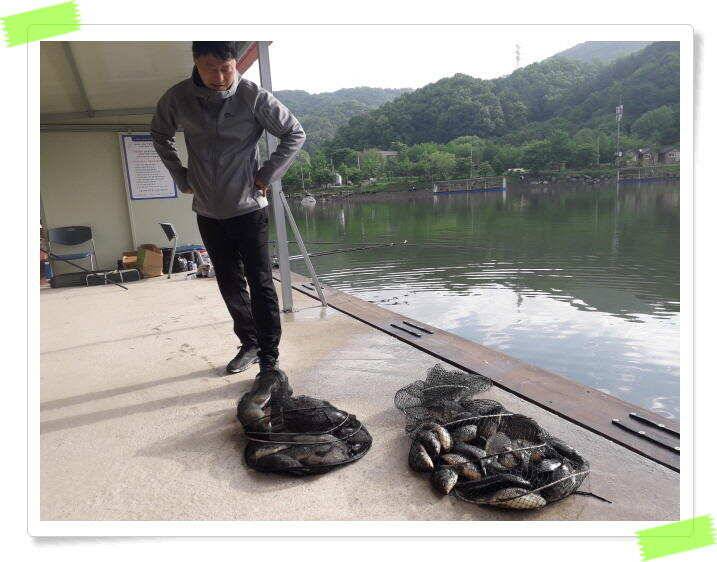 붕어낚시 수곡낚시터 고르게 꾸준히 잘 나와줍니다 토일요일 조황 (유료터정보 - 유료터점주조황)
