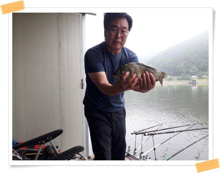 양평낚시터 힐링 수곡낚시터 주말조황 괜찬습니다 주말 붕어방류 조황안내 (유료터정보 - 유료터점주조황)