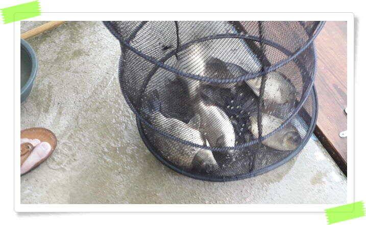 좌대낚시 노지낚시 양평 수곡낚시터 꾸준하고 고른조황 좋습니다 오늘 붕어 방류 마쳤습니다 (유료터정보 - 유료터점주조황)