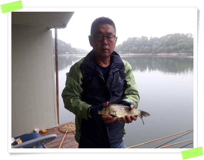 붕어낚시 수곡낚시터 씨알도 마릿수도 더욱 좋아졌습니다 6월5일 (유료터정보 - 유료터점주조황)