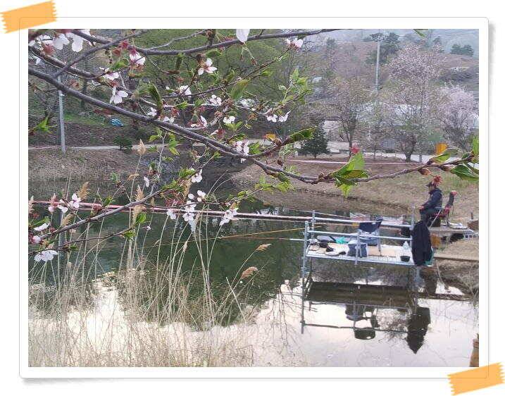 양평 수곡낚시터 주중 조황 및 축양붕어 방류 (유료터정보 - 유료터점주조황)