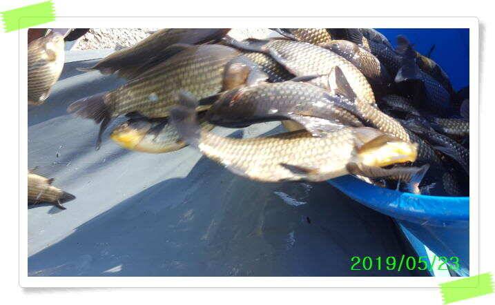 수곡 낚시터 대박조황이 또 나와주네요 오늘도 축양붕어 또 방류 마쳤습니다 (유료터정보 - 유료터점주조황)