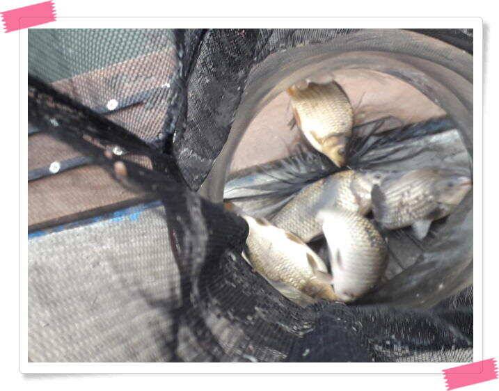 붕어낚시 수곡낚시터 주중 조황4월11일 및 붕어 방류 (유료터정보 - 유료터점주조황)