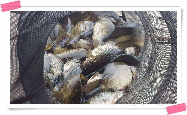 민물낚시 양평 수곡낚시터 주말도 일요일도 전체적으로 고르고 꾸준한 조황이 나와주었네요 (유료터정보 - 유료터점주조황)