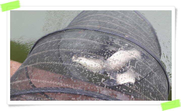 민물낚시 피서낚시 붕어낚시 좌대낚시 노지낚시 양평 힐링 수곡낚시터 붕어방류 조황 안내 8월3일 (유료터정보 - 유료터점주조황)