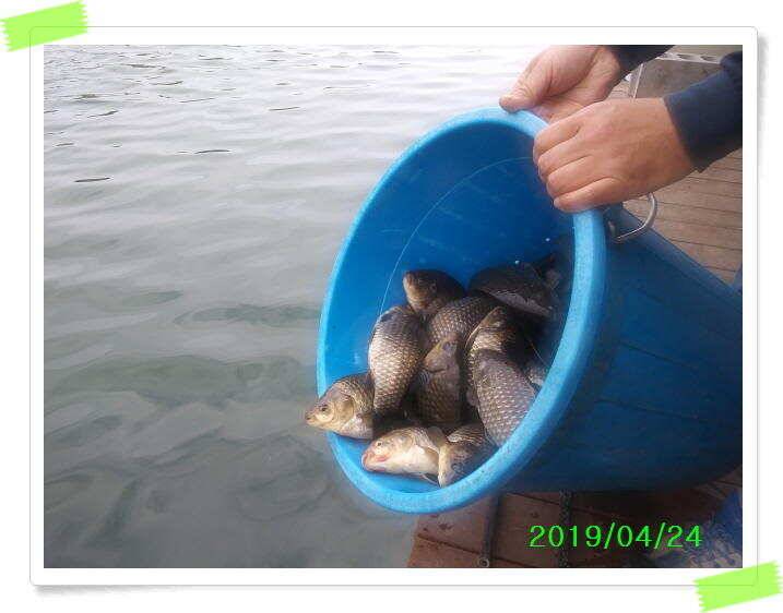양평 수곡낚시터 주중 조황 및 축양붕어 방류 (유료터정보 - 유료터점주조황)