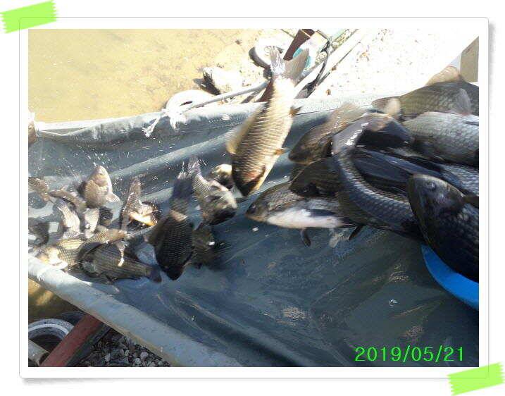 힐링 양평 수곡낙시터 붕어 좋은 조황 이어지네요 오늘 축양 붕어 방류 완료 (유료터정보 - 유료터점주조황)