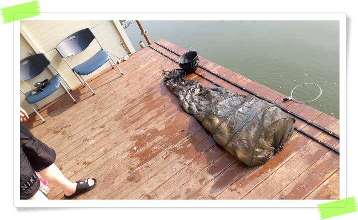 여름 피서낚시 양평 수곡낚시터 붕어낚시 조황 꾸준합니다 내일도 붕어방류 합니다 (유료터정보 - 유료터점주조황)