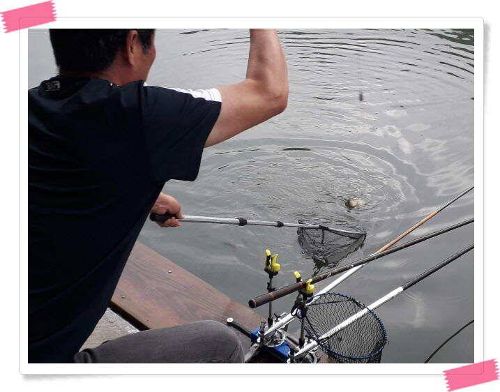 붕어낚시 양평 힐링 수곡낚시터 주말 조황 붕어방류 안내드립니다 (유료터정보 - 유료터점주조황)
