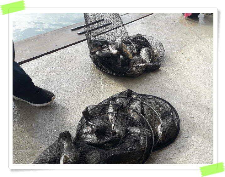 붕어낚시 수곡낚시터 고르게 꾸준히 잘 나와줍니다 토일요일 조황 (유료터정보 - 유료터점주조황)