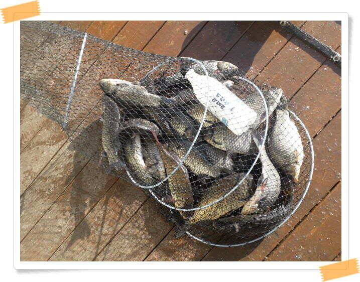 힐링 양평 수곡낙시터 붕어 좋은 조황 이어지네요 오늘 축양 붕어 방류 완료 (유료터정보 - 유료터점주조황)