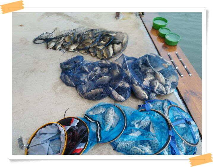 민물낚시 힐링 양평 수곡낚시터 호조황속 대박조황이 나와주네요 오늘도 붕어방류 완료했습니다 (유료터정보 - 유료터점주조황)