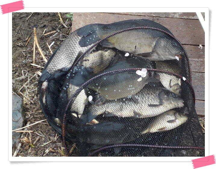 수곡낚시터 금요일토요일 조황 및 붕어 방류 (유료터정보 - 유료터점주조황)