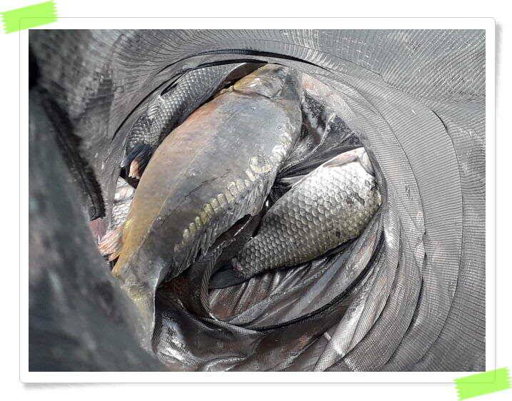 수곡낚시터 붕어낚시 주중5월9일조황 더 좋습니다 금일 붕어 대량방류 예정 (유료터정보 - 유료터점주조황)