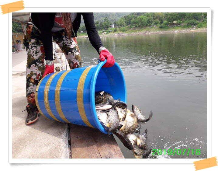 양평 수곡낚시터 꾸준하고 고른조황 이어지네요 오늘도 축양된 튼실한 붕어 대량 방류 했습니다 (유료터정보 - 유료터점주조황)