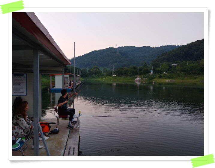양평 힐링 수곡낚시터 일요일도 주말에이어 고른조황 꾸준하며 조과편차는 있었습니다 (유료터정보 - 유료터점주조황)