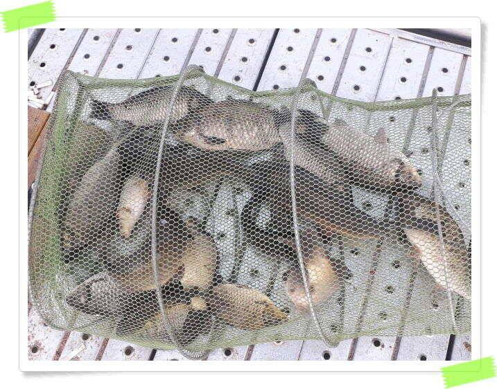 수곡낚시터 주말 조황4월첫째주 및 붕어방류 (유료터정보 - 유료터점주조황)