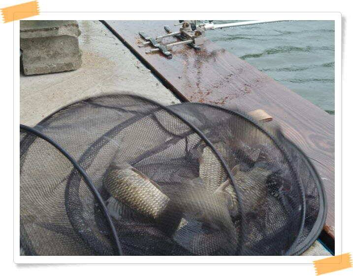 민물낚시 힐링 양평 수곡낚시터 호조황속 대박조황이 나와주네요 오늘도 붕어방류 완료했습니다 (유료터정보 - 유료터점주조황)