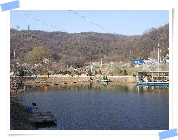 수곡낚시터 4월세째주 주중 조황 안내4월 16일 (유료터정보 - 유료터점주조황)
