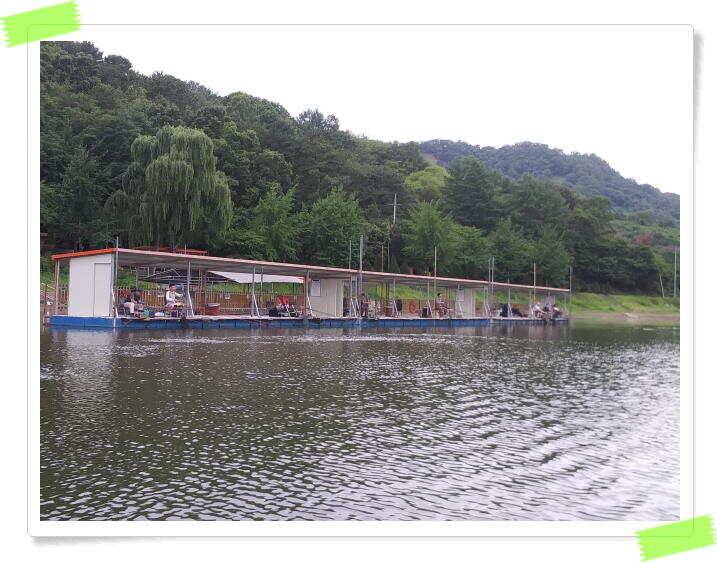 힐링 수곡낚시터 대박 붕어조황도 나와주고 꾸준합니다 오늘도 붕어방류 이어집니다 (유료터정보 - 유료터점주조황)