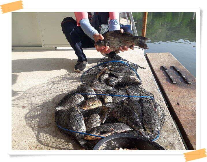 힐링 양평 수곡낙시터 붕어 좋은 조황 이어지네요 오늘 축양 붕어 방류 완료 (유료터정보 - 유료터점주조황)