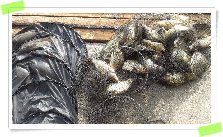 민물낚시 양평 힐링 수곡낚시터 꾸준한 주중 조황 이어지며 고르게 붕어들이 나와주네요 (유료터정보 - 유료터점주조황)