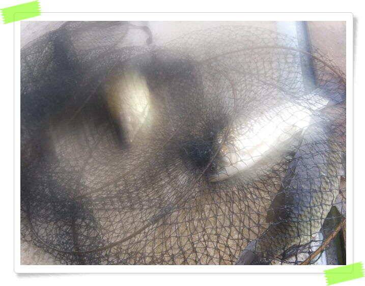 민물낚시 피서낚시 붕어낚시 좌대낚시 노지낚시 양평 힐링 수곡낚시터 붕어방류 조황 안내 8월3일 (유료터정보 - 유료터점주조황)