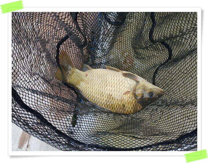 붕어낚시 양평 수곡낚시터 오늘 붕어 방류 및 조황 안내드려요 (유료터정보 - 유료터점주조황)