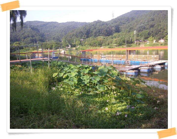 수곡낚시터 붕어낚시 조황 더 좋은 조과가 나옵니다 주말도 붕어방류 합니다 (유료터정보 - 유료터점주조황)