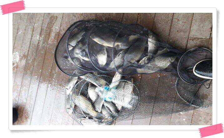 양평낚시터 힐링 수곡낚시터 오늘 붕어방류 및 조황 안내 7월30일 (유료터정보 - 유료터점주조황)