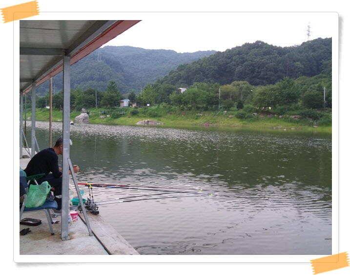 양평 붕어낚시 수곡낚시터 오늘도 꾸준히 붕어들이 나와주며 오늘도 붕어 대량 방류 마쳤습니다 (유료터정보 - 유료터점주조황)