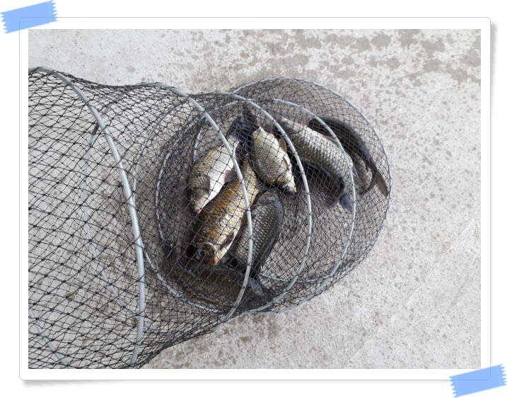 힐링 수곡낚시터 대박 붕어조황도 나와주고 꾸준합니다 오늘도 붕어방류 이어집니다 (유료터정보 - 유료터점주조황)
