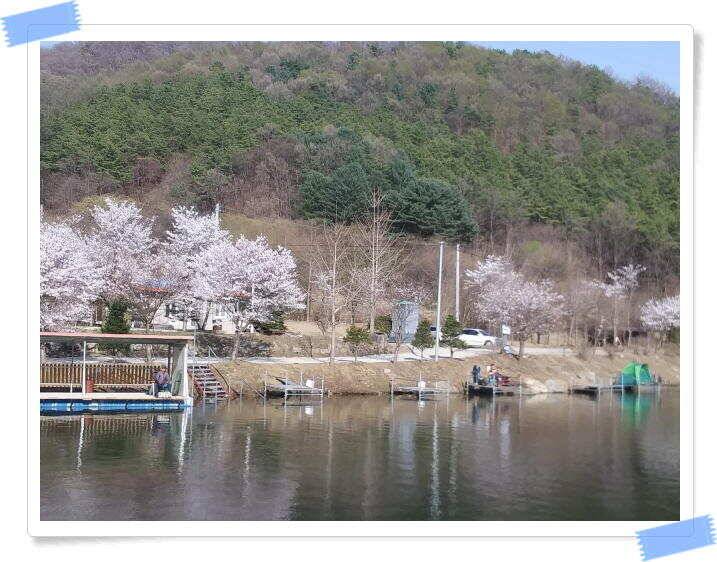 수곡낚시터 4월세째주 주중 조황 안내4월 16일 (유료터정보 - 유료터점주조황)