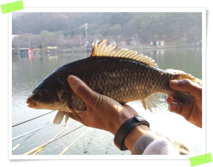 수곡낚시터 붕어낚시 조황 꾸준합니다4월 12일 (유료터정보 - 유료터점주조황)