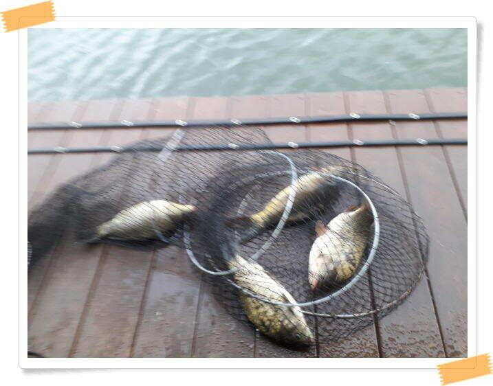 붕어낚시 양평 수곡 낚시터 일요일도 붕어낚시 조황 꾸준합니다 (유료터정보 - 유료터점주조황)