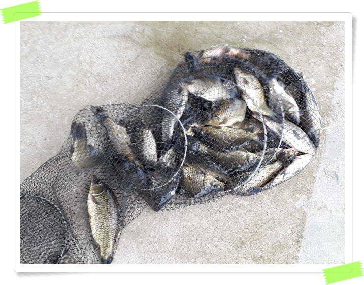 붕어낚시 양평 수곡낚시터 오늘 붕어 방류 및 조황 안내드려요 (유료터정보 - 유료터점주조황)