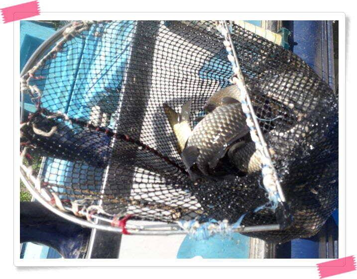 힐링 양평 수곡낚시터 오늘도 낮시간 붕어조황이 이어집니다 주말 조황 및 붕어방류 (유료터정보 - 유료터점주조황)