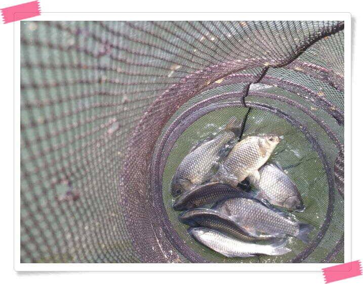 붕어낚시 수곡낚시터 주중 대박 조황도 나와줍니다 5월 16일 (유료터정보 - 유료터점주조황)