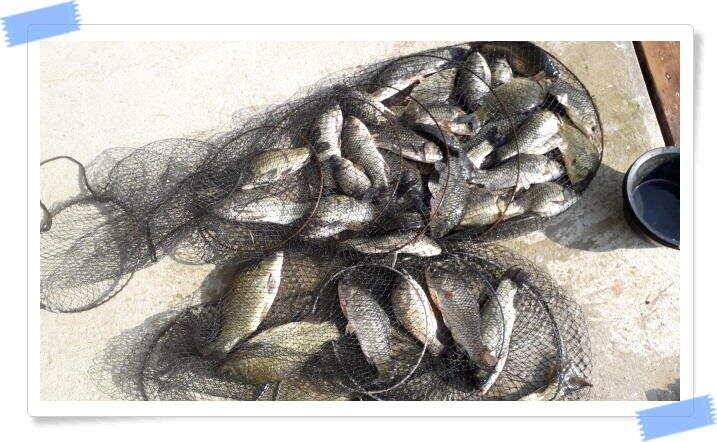 민물낚시 붕어낚시 양평 수곡낚시터 조황이 꾸준히 잘 나와줍니다 오늘도 붕어 방류 했습니다 (유료터정보 - 유료터점주조황)