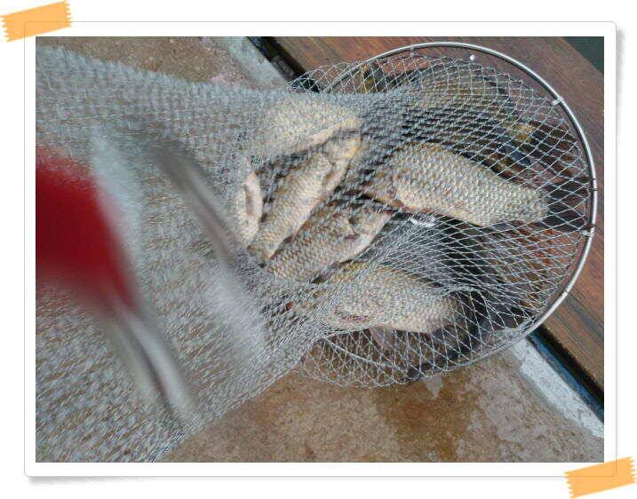 민물낚시 힐링 양평 수곡낚시터 호조황속 대박조황이 나와주네요 오늘도 붕어방류 완료했습니다 (유료터정보 - 유료터점주조황)