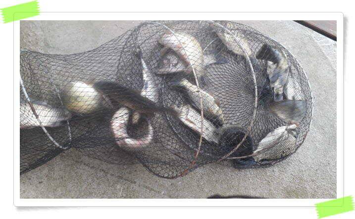 붕어낚시 힐링 양평 수곡낚시터 8월 1일 붕어 방류및 조황 안내드립니다 (유료터정보 - 유료터점주조황)